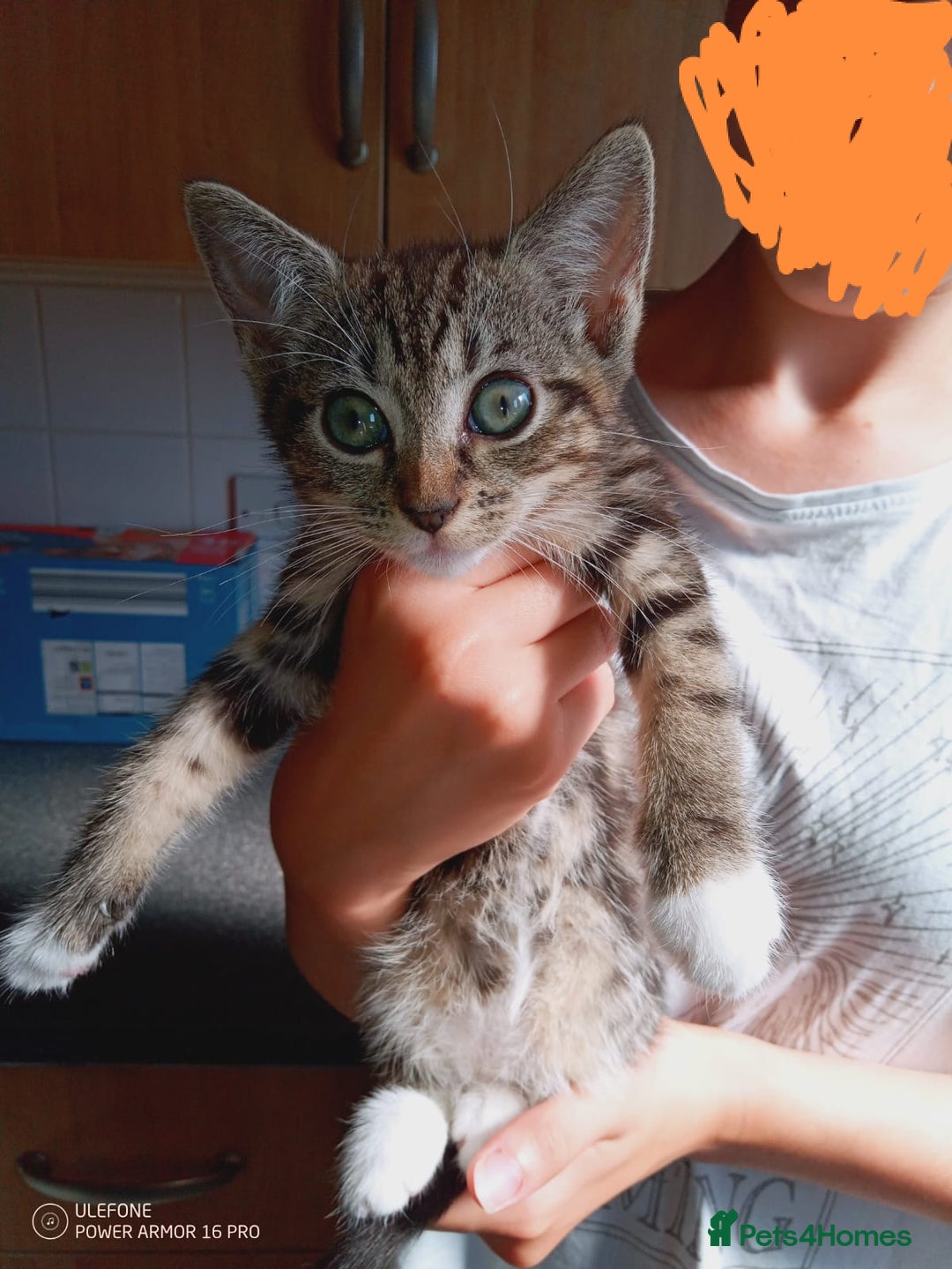 Mixed Breed cats for sale: 3 kittens, 9 weeks old, 1 male, 2 females - Image 5