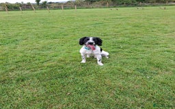 English Springer Spaniel dogs for sale: Handsome Male Springer  - Image 2
