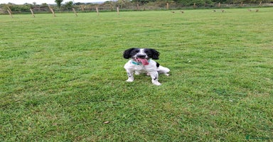 English Springer Spaniel dogs - Advert 3