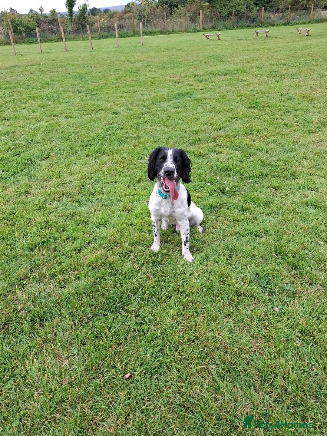 English Springer Spaniel dogs for sale: Handsome Male Springer  - Image 2
