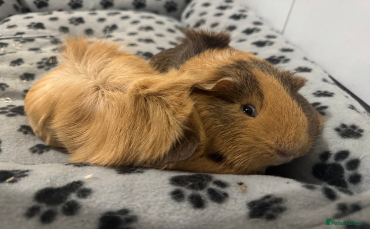 Guinea Pig rodents - Advert 6