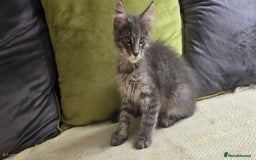 Maine Coon cats for sale: Maine coon kittens ready  - Image 6