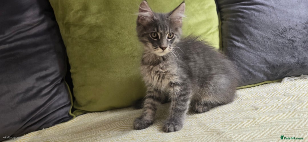 Maine Coon cats for sale: Maine coon kittens ready  - Image 6