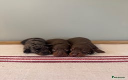 Miniature Dachshund dogs for sale: KC reg v small miniature smooth dachshund puppies - Image 4