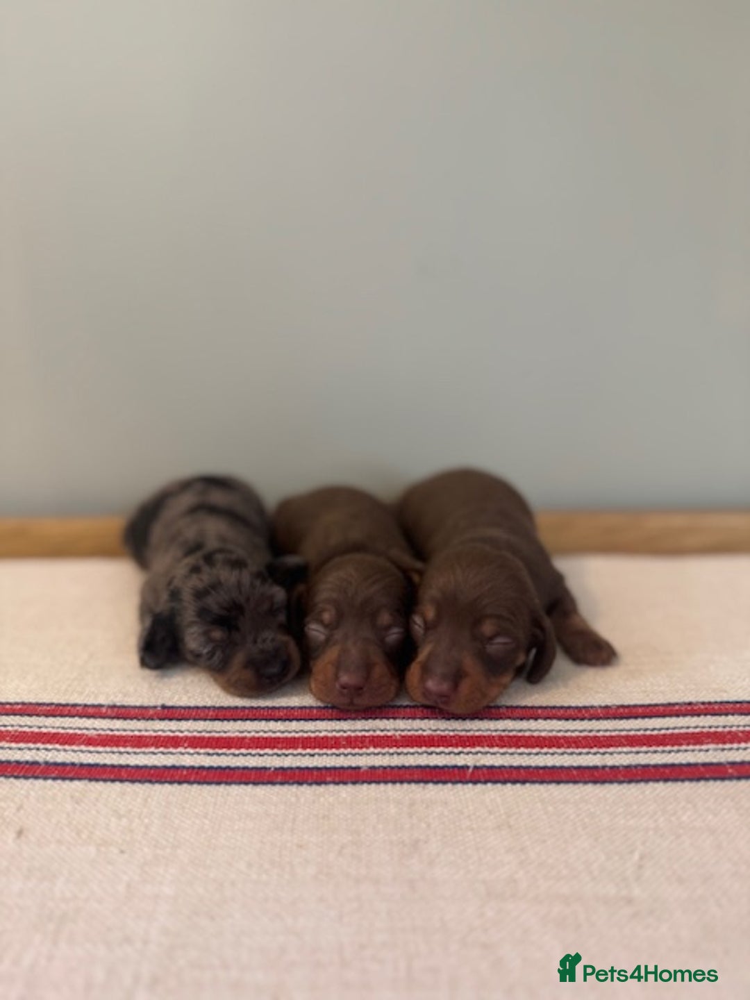 Miniature Dachshund dogs for sale: KC reg v small miniature smooth dachshund puppies - Image 4