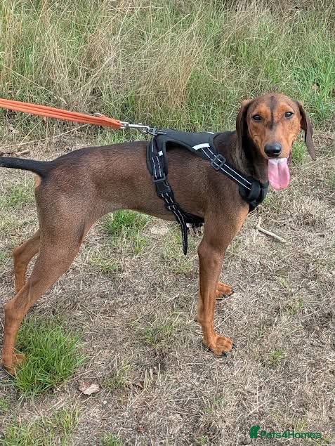 Mixed Breed dogs James 1 Year Old Segugio Hound Gentle Sensitive • - Advert 9