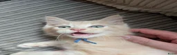 Ragcoon cats for sale: Ready to leave next weekend Ragcoon Kittens  - Advert 6