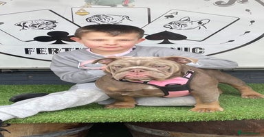 English Bulldog dogs Stunning English bulldog puppies  - Advert 2