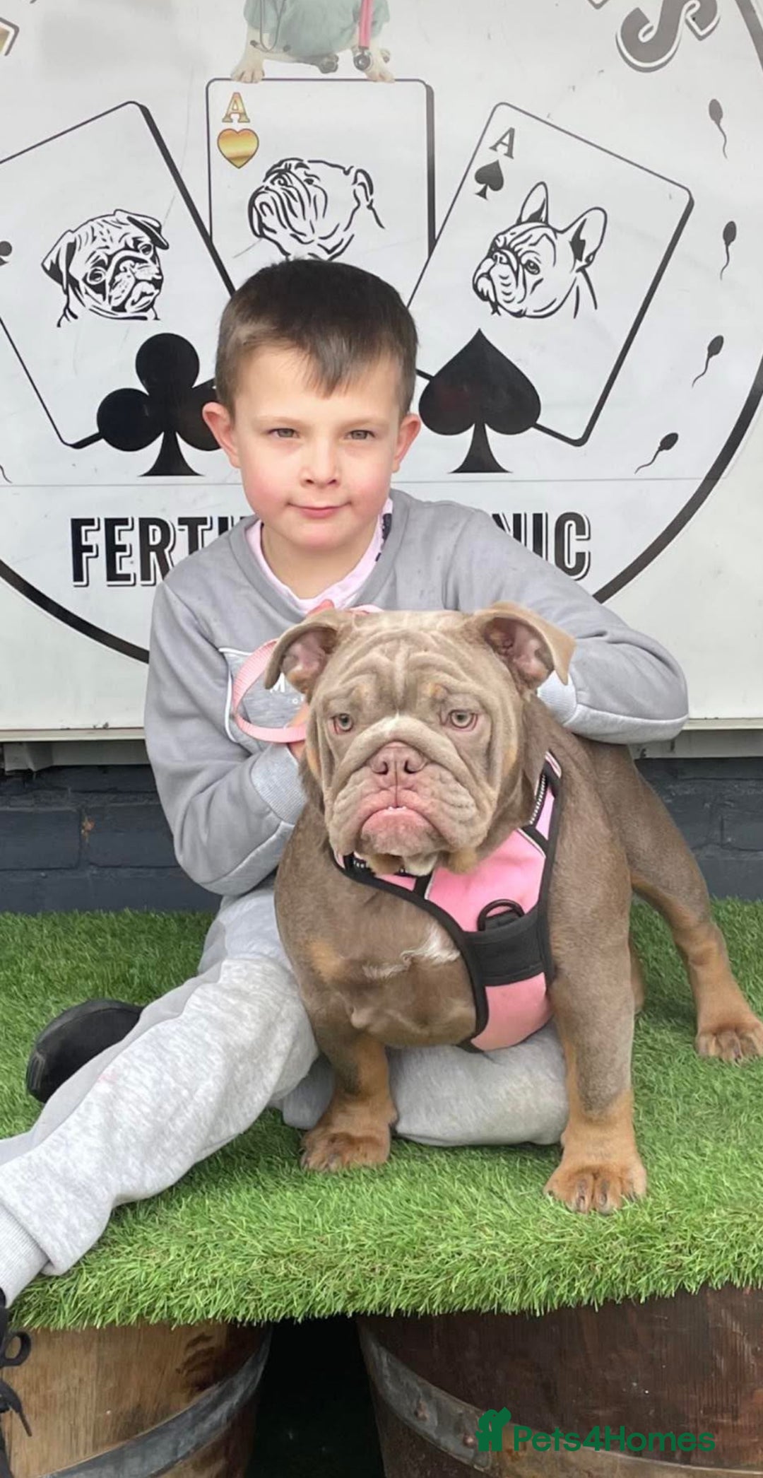 English Bulldog dogs for sale: Stunning English bulldog puppies  - Advert 2