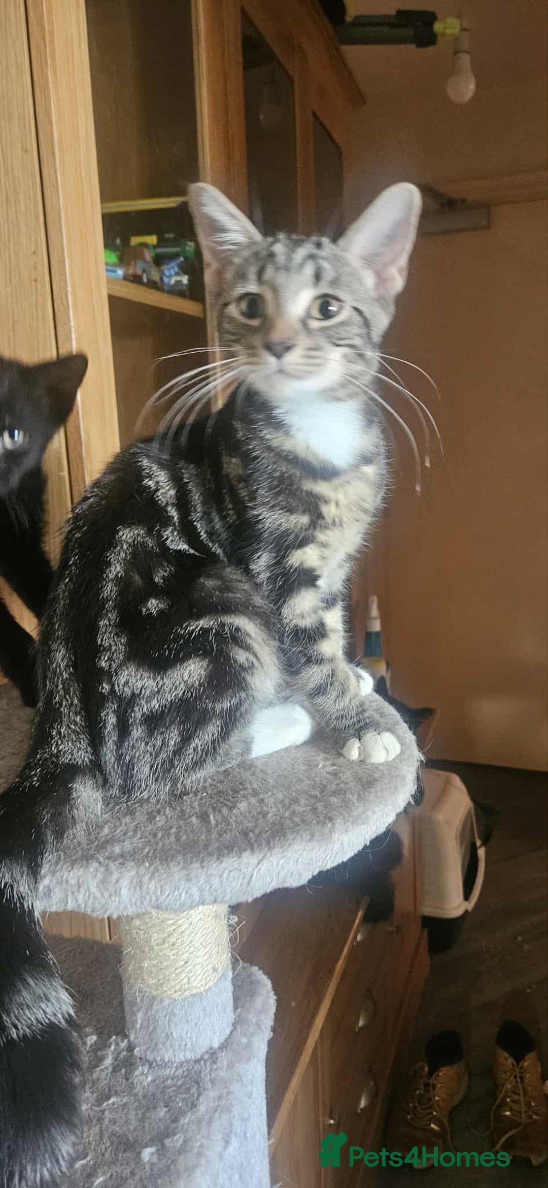Mixed Breed cats for sale: 2 beautiful Turkish angora x Bengal  - Image 3
