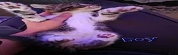 Mixed Breed cats for sale: Beautiful Kittens Looking for Loving Homes - Advert 18