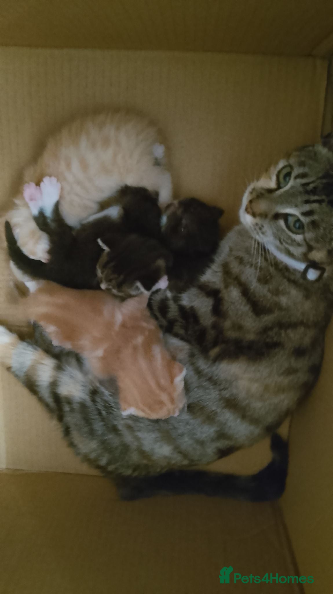 Mixed Breed cats  7 weeks old Gorgeous kittens  - Advert 2
