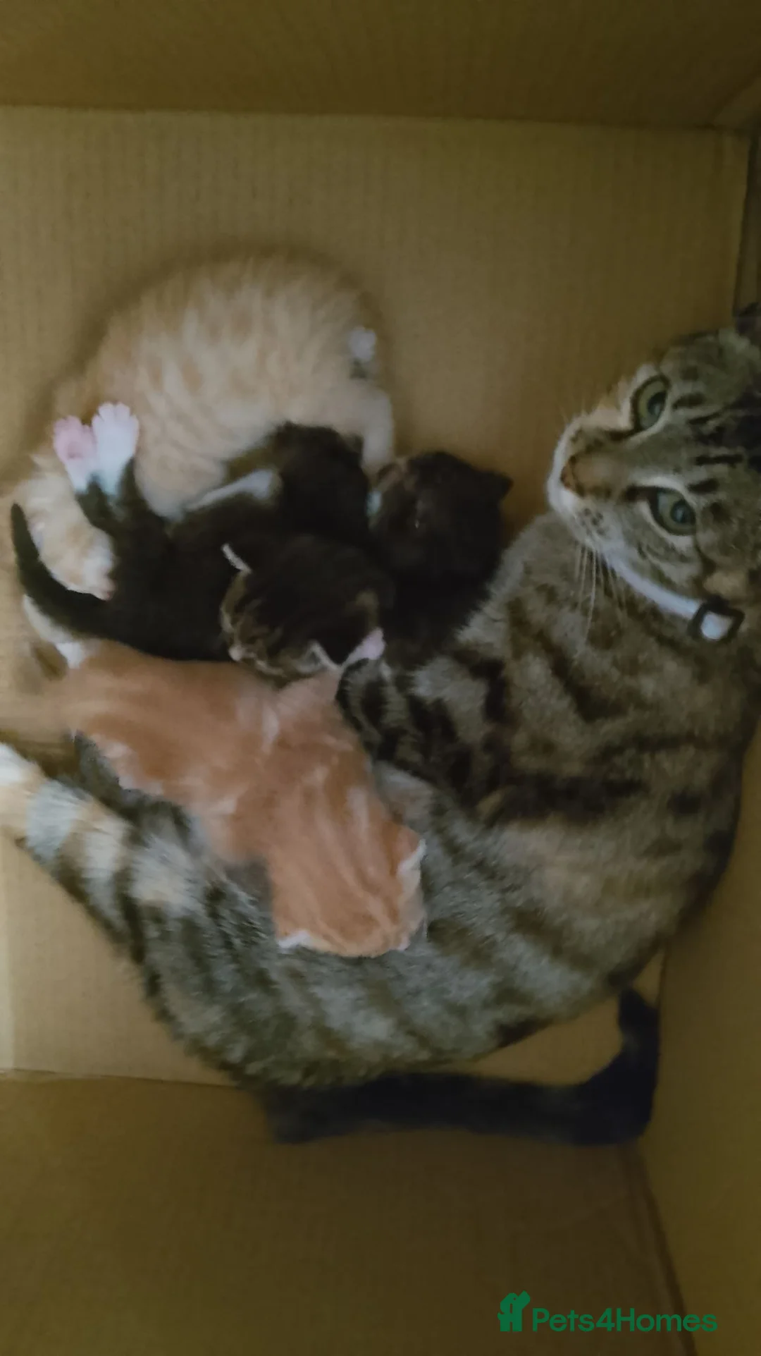 Mixed Breed cats for sale:  7 weeks old Gorgeous kittens  - Advert 1