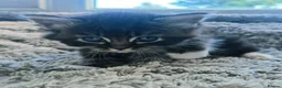 Ragcoon cats for sale: Ragcoon Kittens  - Advert 18