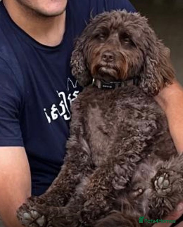 Goldendoodle dogs Cotswold Miniature/Toy Goldendoodles, All Colours - Advert 3