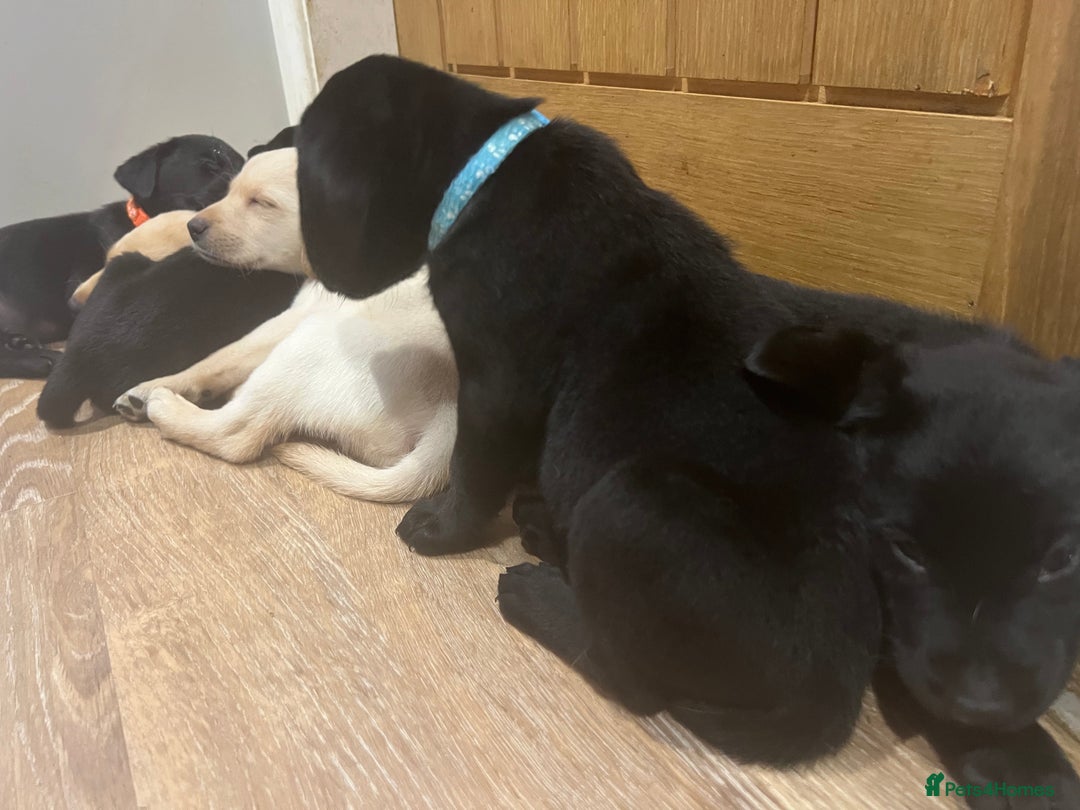Labrador Retriever dogs for sale: Well bred Labrador puppies - Image 18
