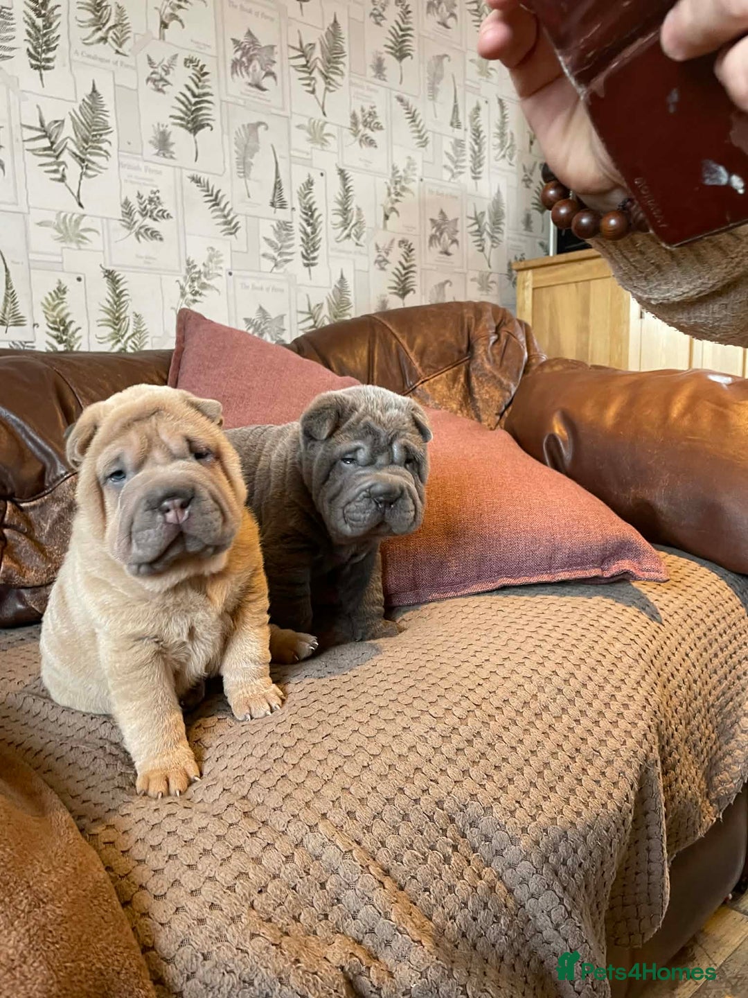 Shar Pei dogs for sale: 4 Shar pei puppies for sale - Advert 10