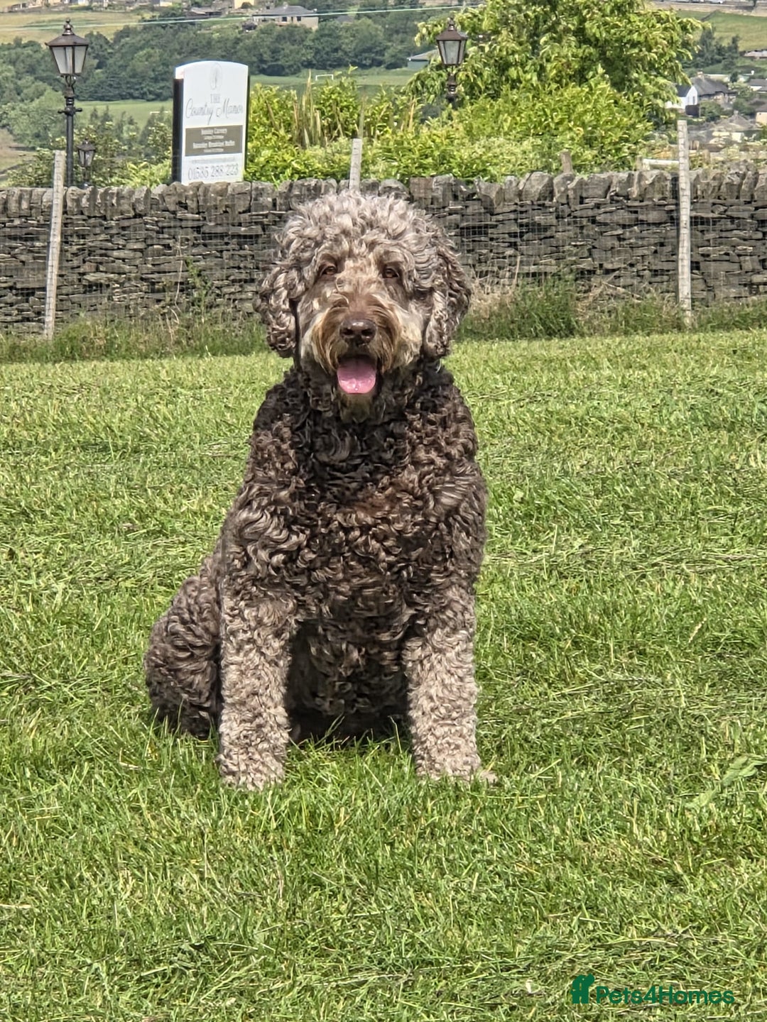 Double Doodle dogs for sale: FANTASTIC FOUR YORKSHIRE LADS  - Image 2