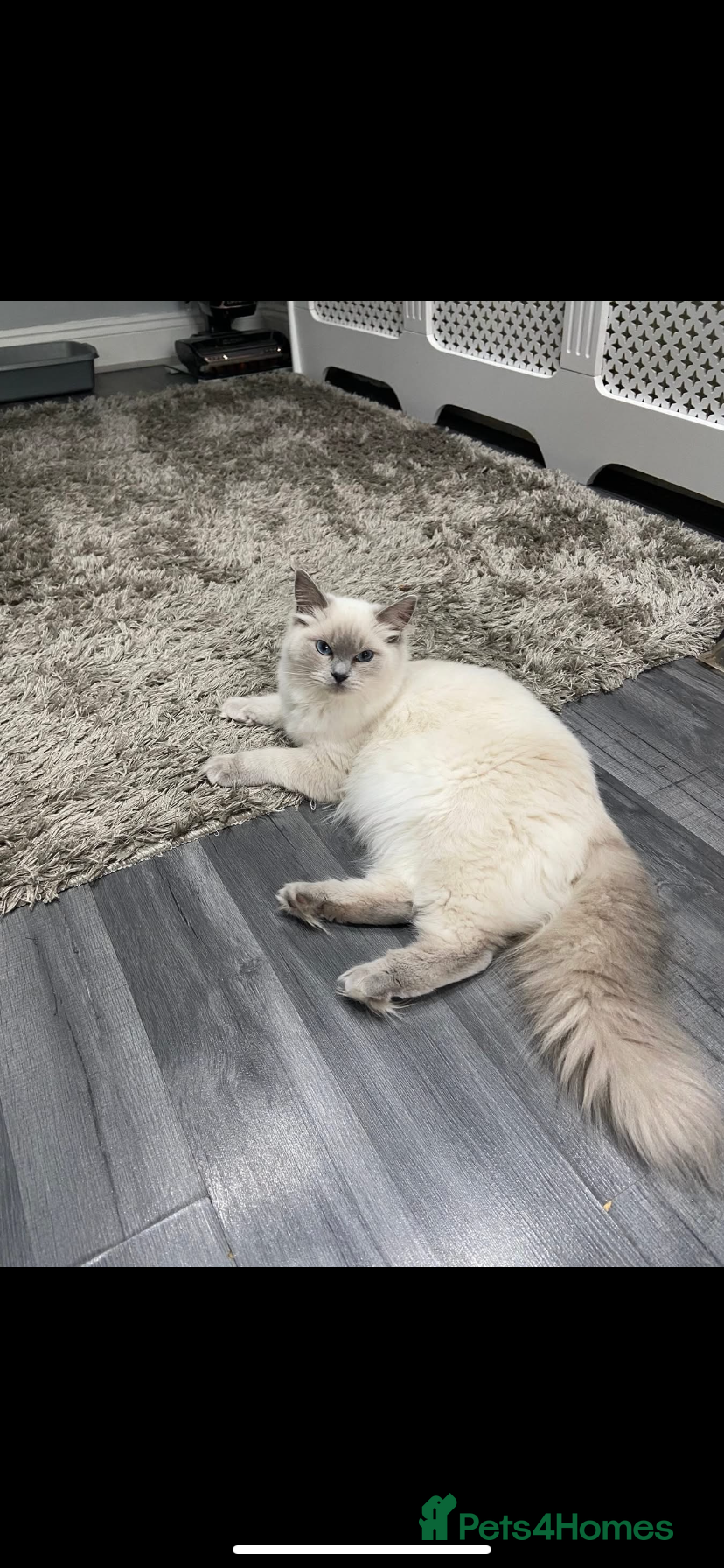 Ragdoll cats Adorable Lilac point Ragdoll kittens - Advert 1
