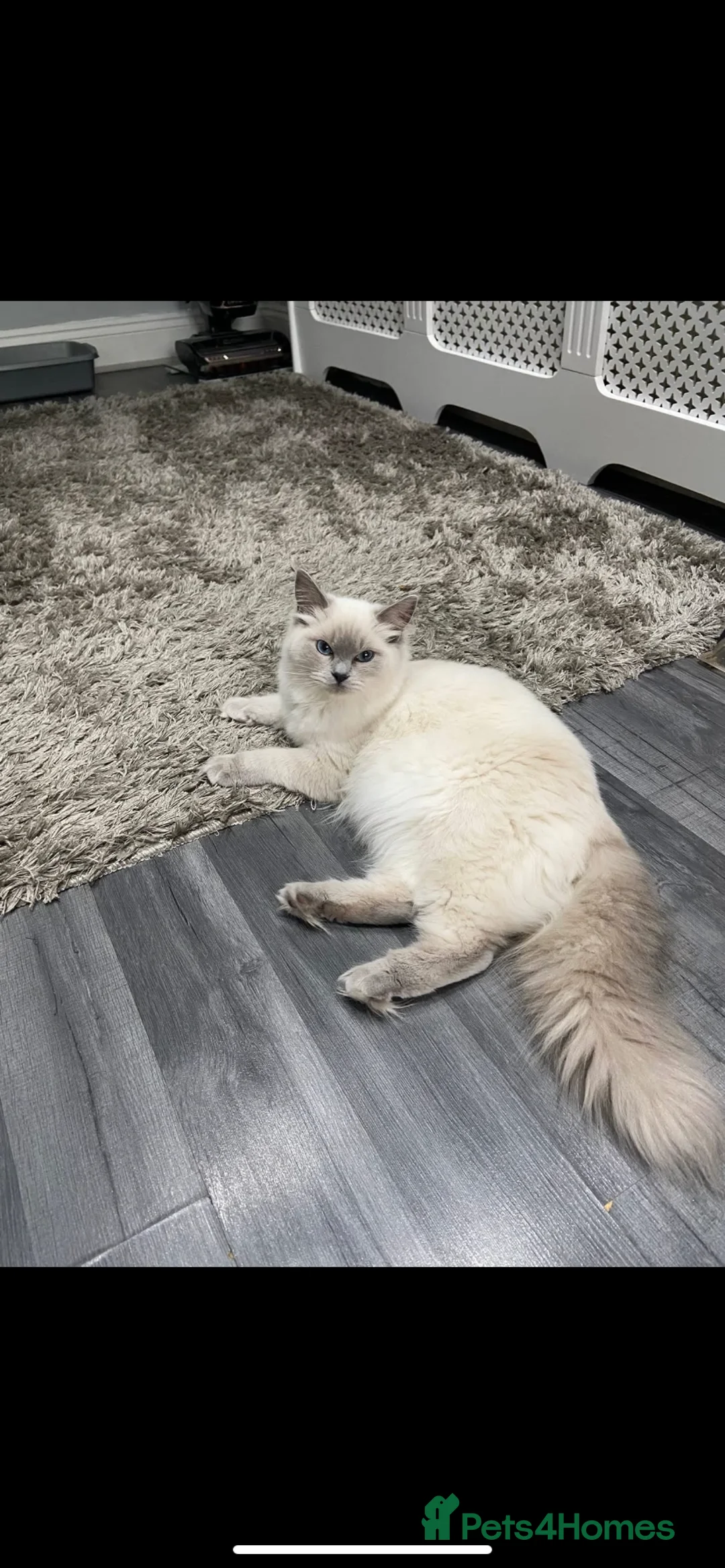 Ragdoll cats for sale: Adorable Lilac point Ragdoll kittens - Advert 1
