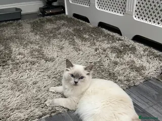 Ragdoll cats Adorable Lilac point Ragdoll kittens - Advert 1