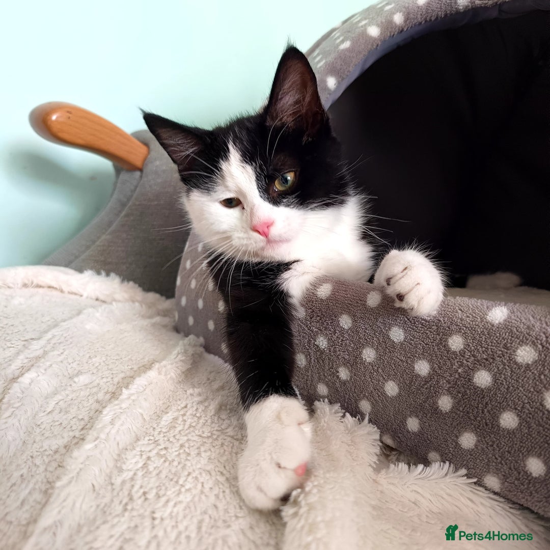 Mixed Breed cats for sale: Milio - Advert 5