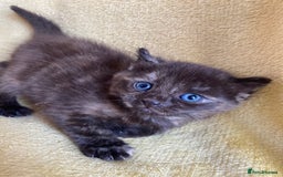 Maine Coon cats for sale: Maine coon x - Image 17