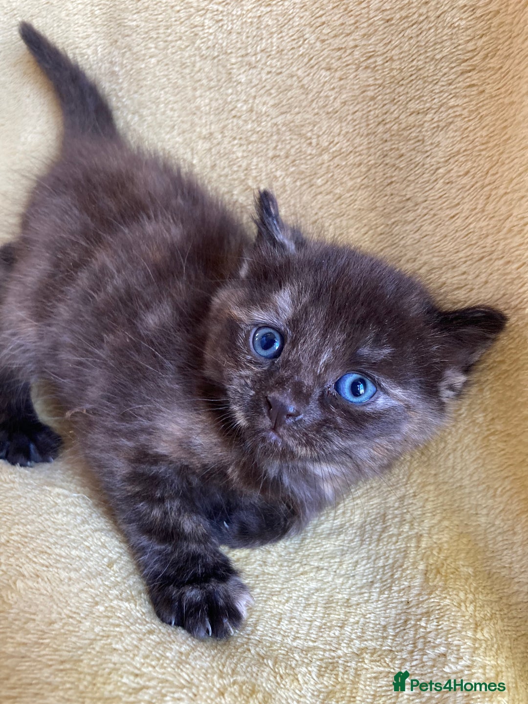 Maine Coon cats for sale: Maine coon x - Image 17