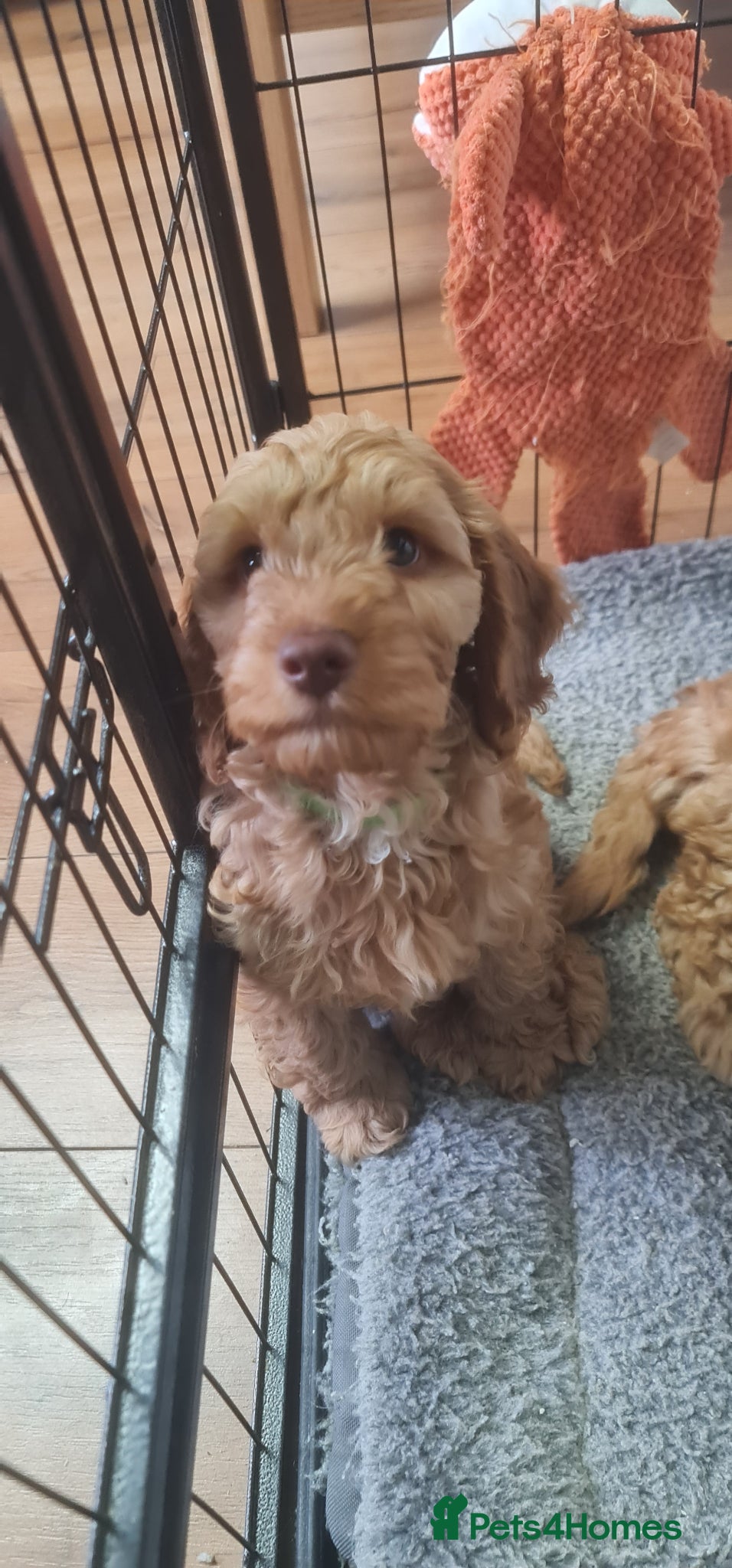 Cockapoo dogs 3 BOYS READY NOW!! Beautiful cockapoo puppies - Advert 2