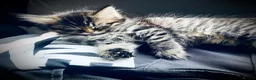 British Longhair cats for sale: 5 fluffy kittens - Advert 3