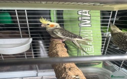 Cockatiels birds for sale: Baby cockatiels  - Image 7