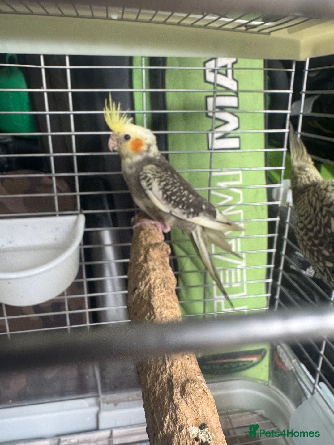 Cockatiels birds for sale: Baby cockatiels  - Image 7