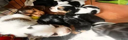 Cocker Spaniel dogs for sale: Stunningly beautiful spaniels  - Advert 7