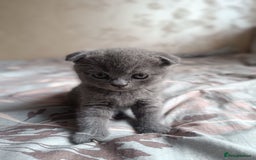 Scottish Fold cats for sale: Adorable Scottish fold x BSH kittens ready soon! - Image 7