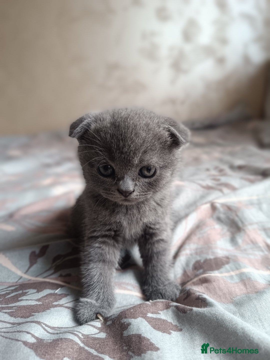 Scottish Fold cats for sale: Adorable Scottish fold x BSH kittens ready soon! - Image 7