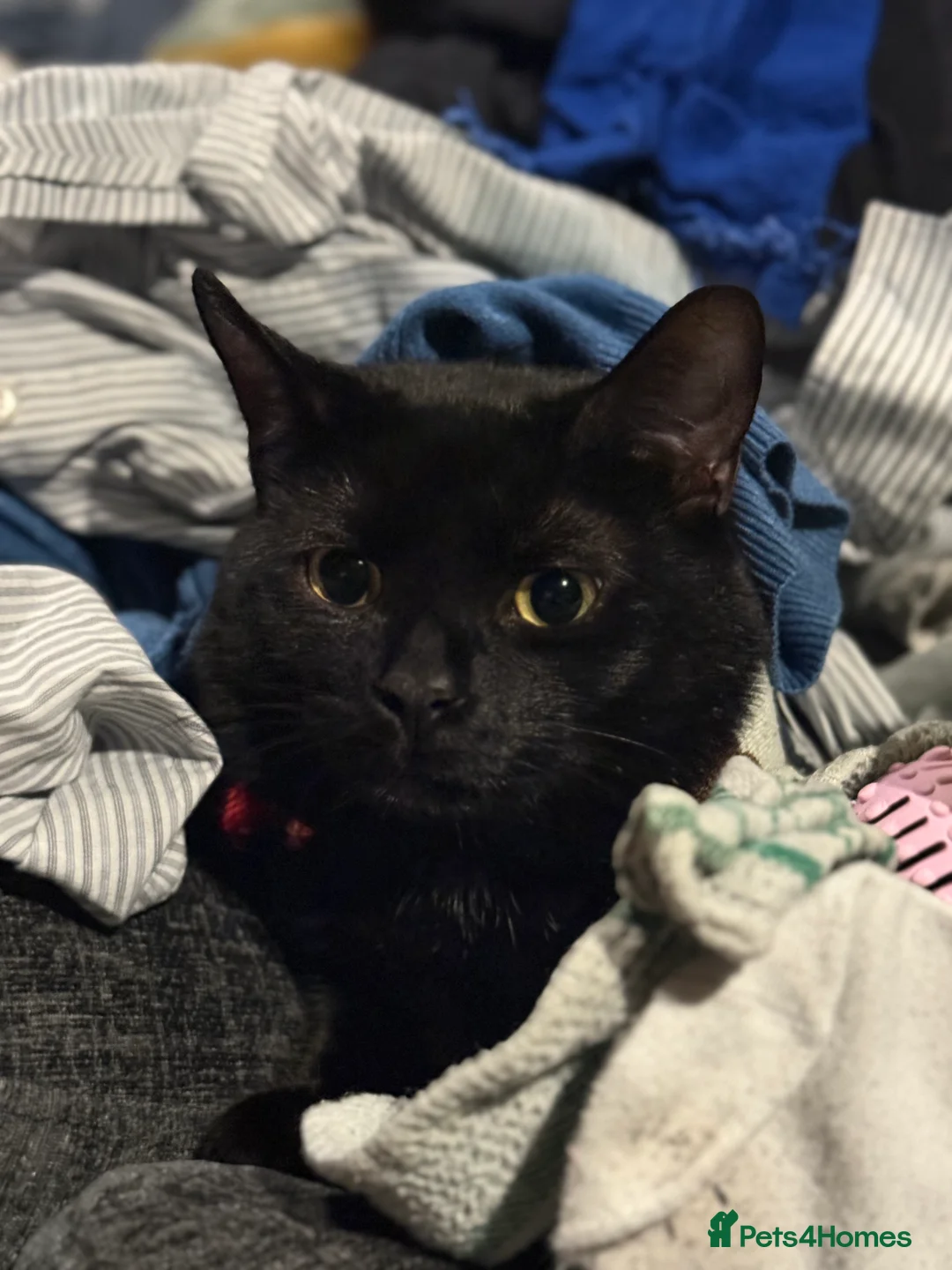 Bombay cats for sale: 🌸 Female Cat Looking for a New Home 🌸 - Advert 15