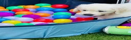 Golden Retriever dogs for sale: ⭐️Ready from 14th July⭐️ - Advert 4