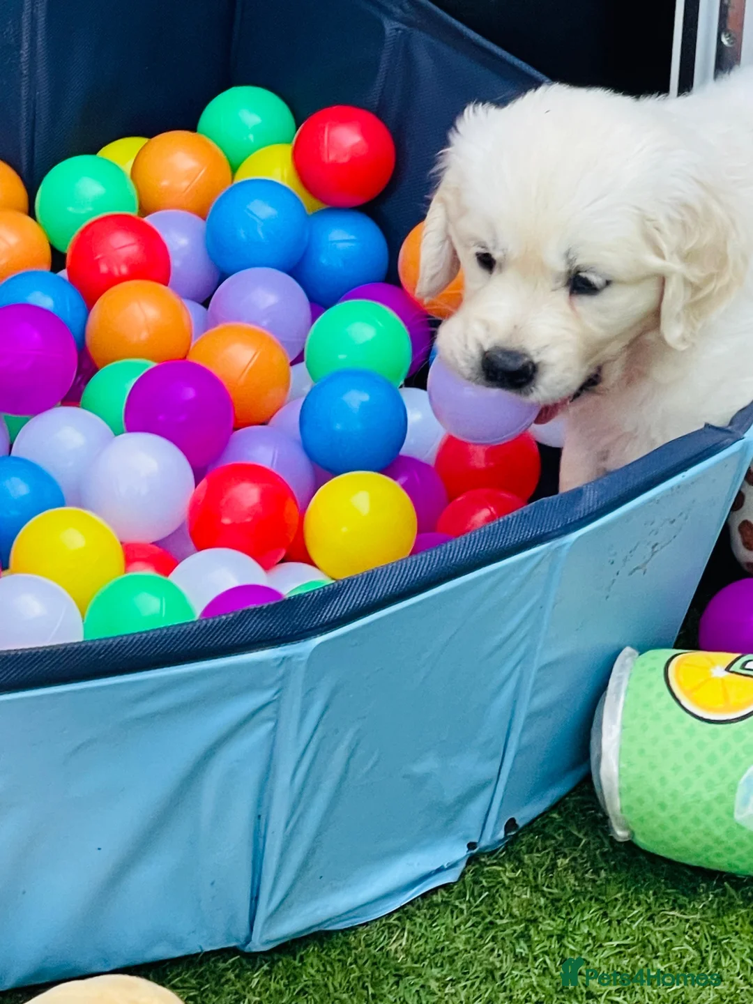 Golden Retriever dogs for sale: ⭐️Available Now⭐️ - Advert 1