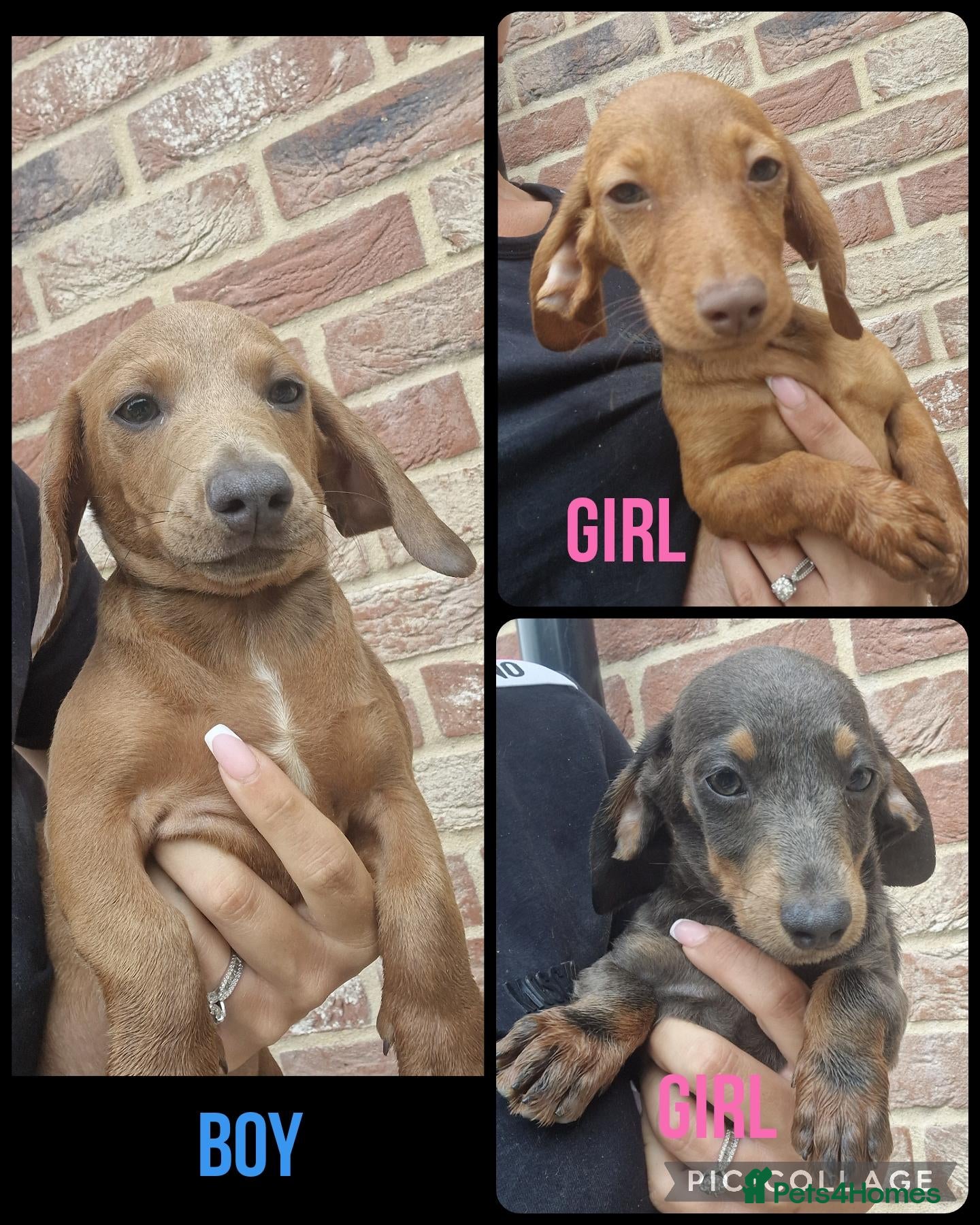 Mixed Breed dogs READY NOWPatterjack x daxie 1 boy 2Girl available  - Advert 15