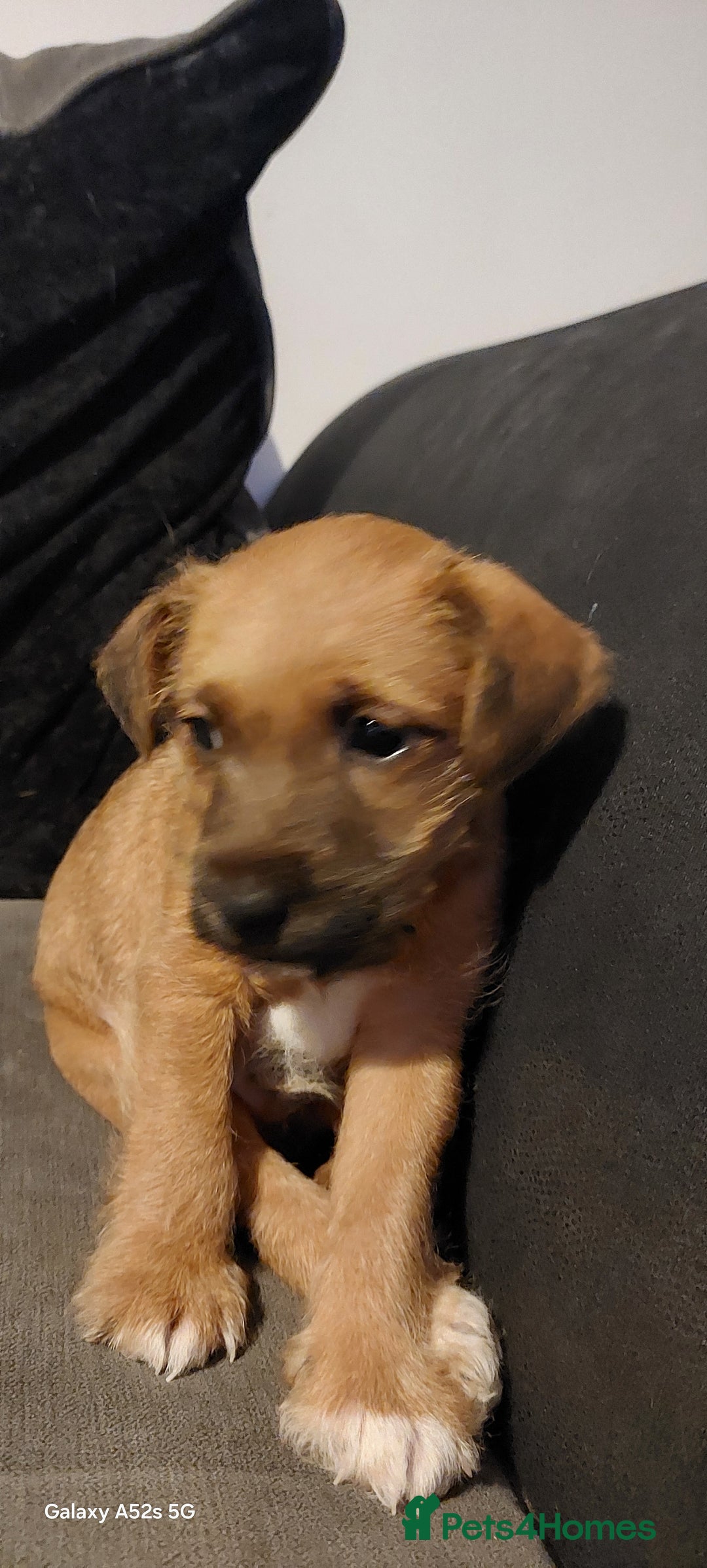 Mixed Breed dogs for sale: Mixed breed pups - Advert 6