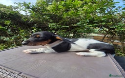 Dachshund dogs for sale: Miniature smooth Piedbald Dachshunds  in Cardiff - Image 3