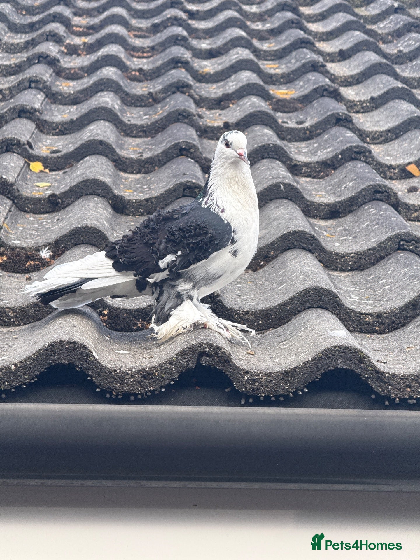 Pigeons birds Frill back pigeon  - Advert 1