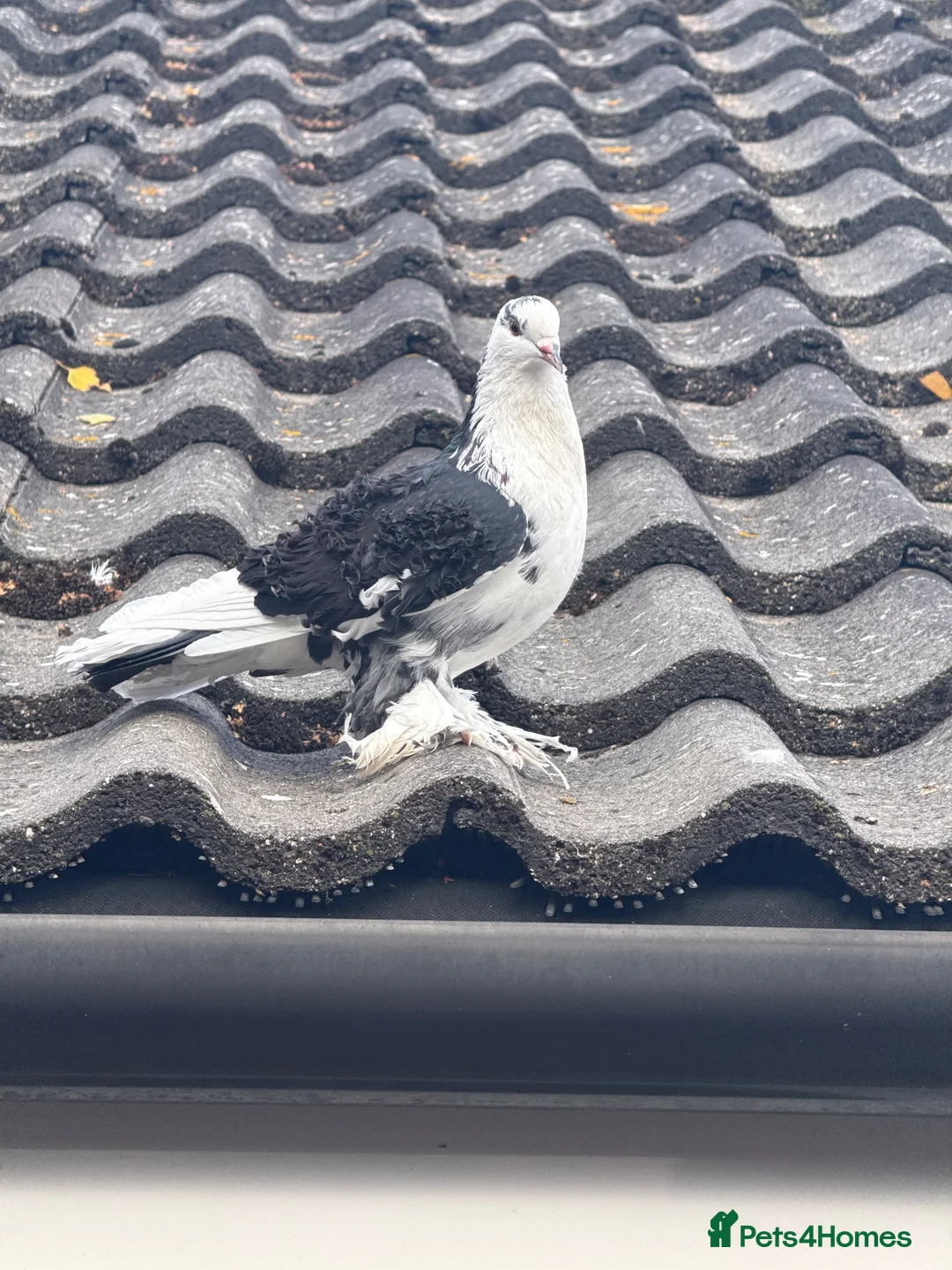 Pigeons birds for sale: Frill back pigeon  - Advert 1