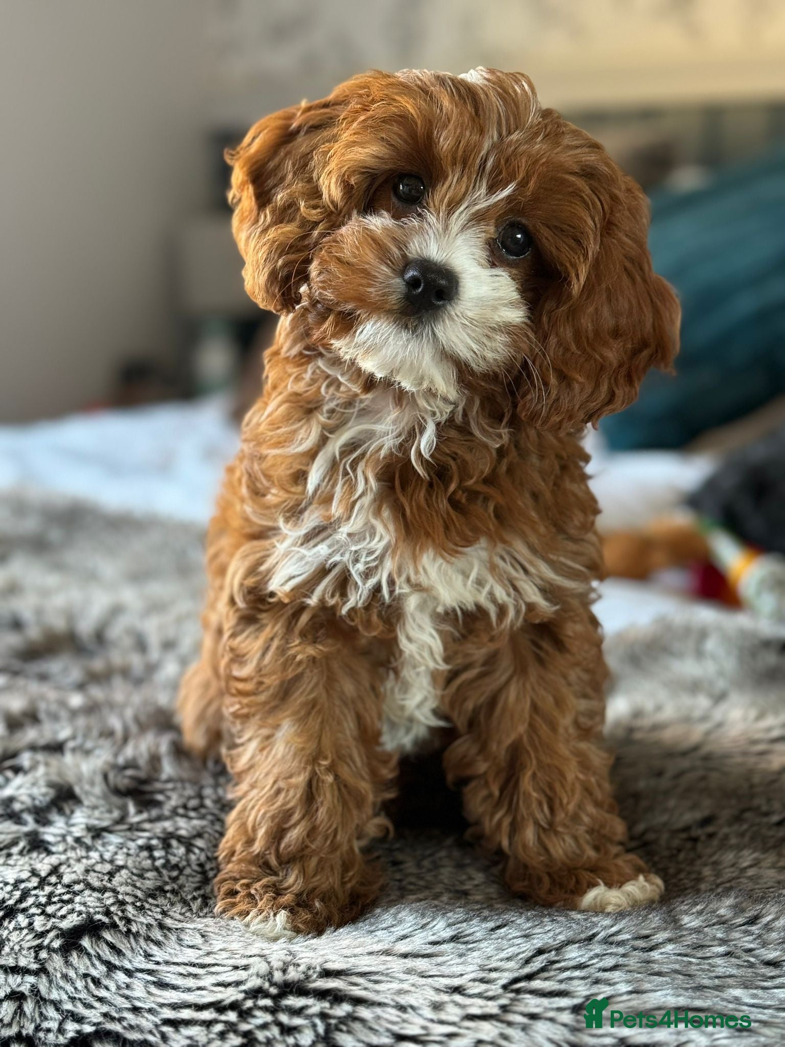 Cavapoo dogs Cavapoo f1 fully health tested, mum and dad here - Advert 1