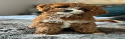 Cavapoo dogs for sale: Cavapoo f1 fully health tested, mum and dad here - Advert 1