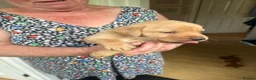 Labrador Retriever dogs for sale: Beautiful KC Labrador Puppies – Black & Fox Red in Hertford - Advert 5