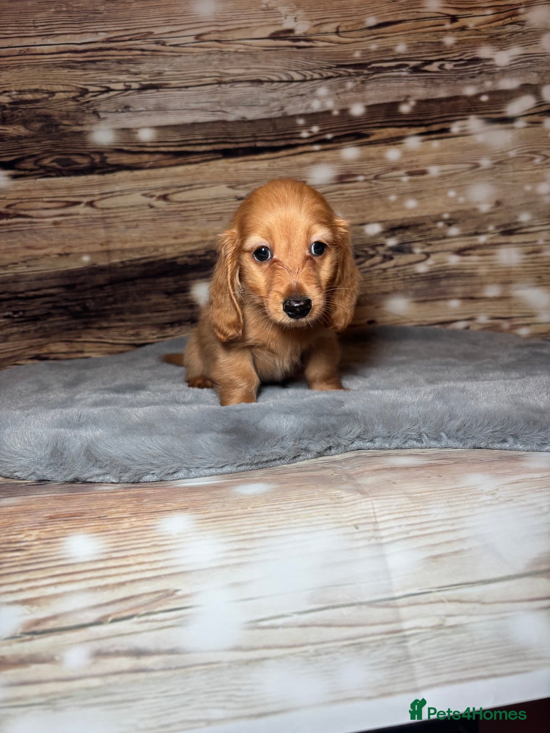 Miniature Dachshund dogs for sale: miniature long coat dachshunds - Advert 13