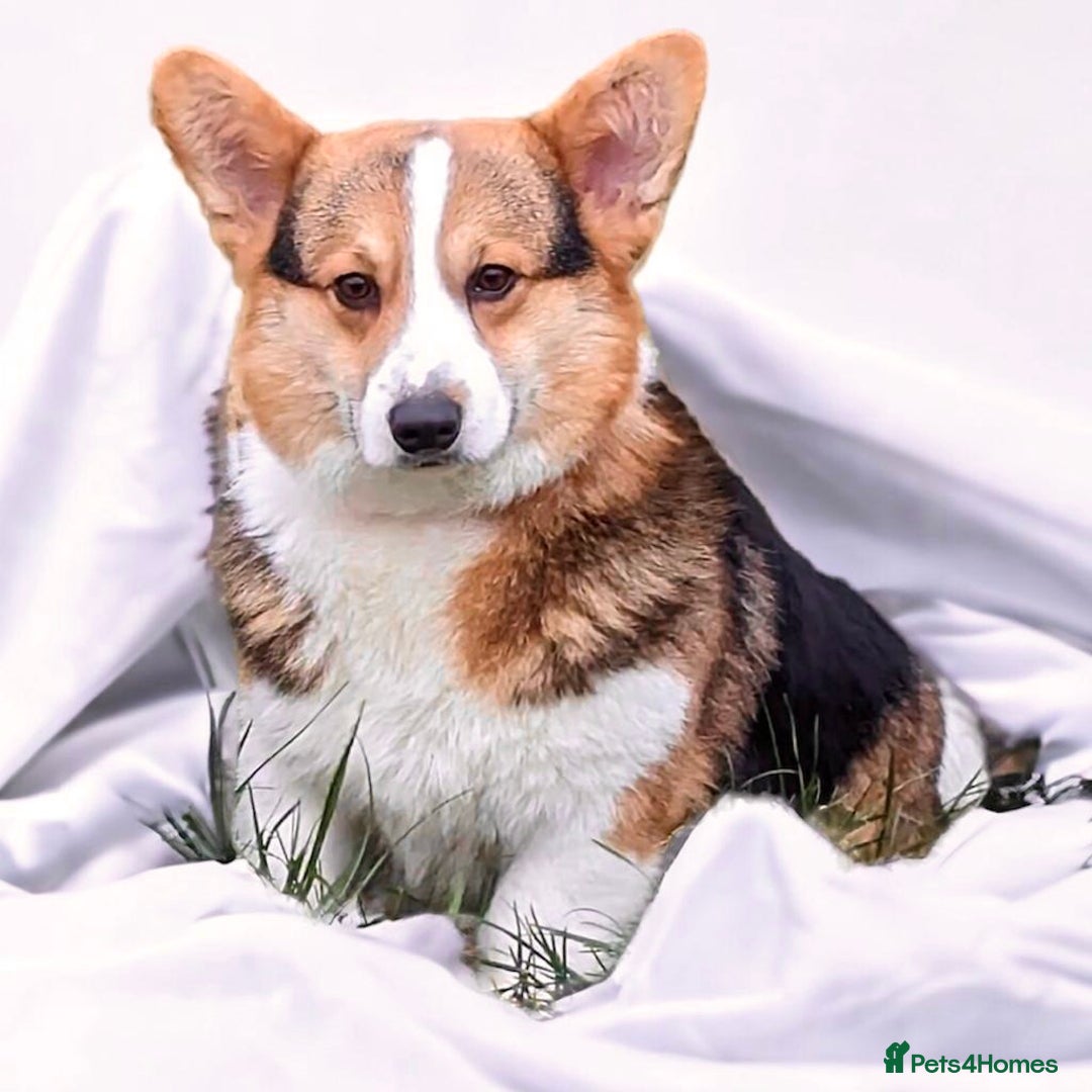 Welsh Corgi Pembroke dogs for sale: Health tested Quality Pembrokeshire Corgie Puppies - Image 6