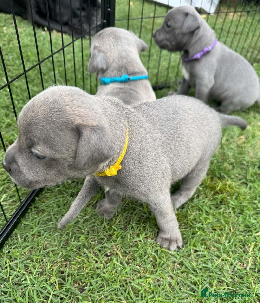Staffordshire Bull Terrier dogs for sale: Cheeky, affectionate Blue Staffy pups M/F - Image 3
