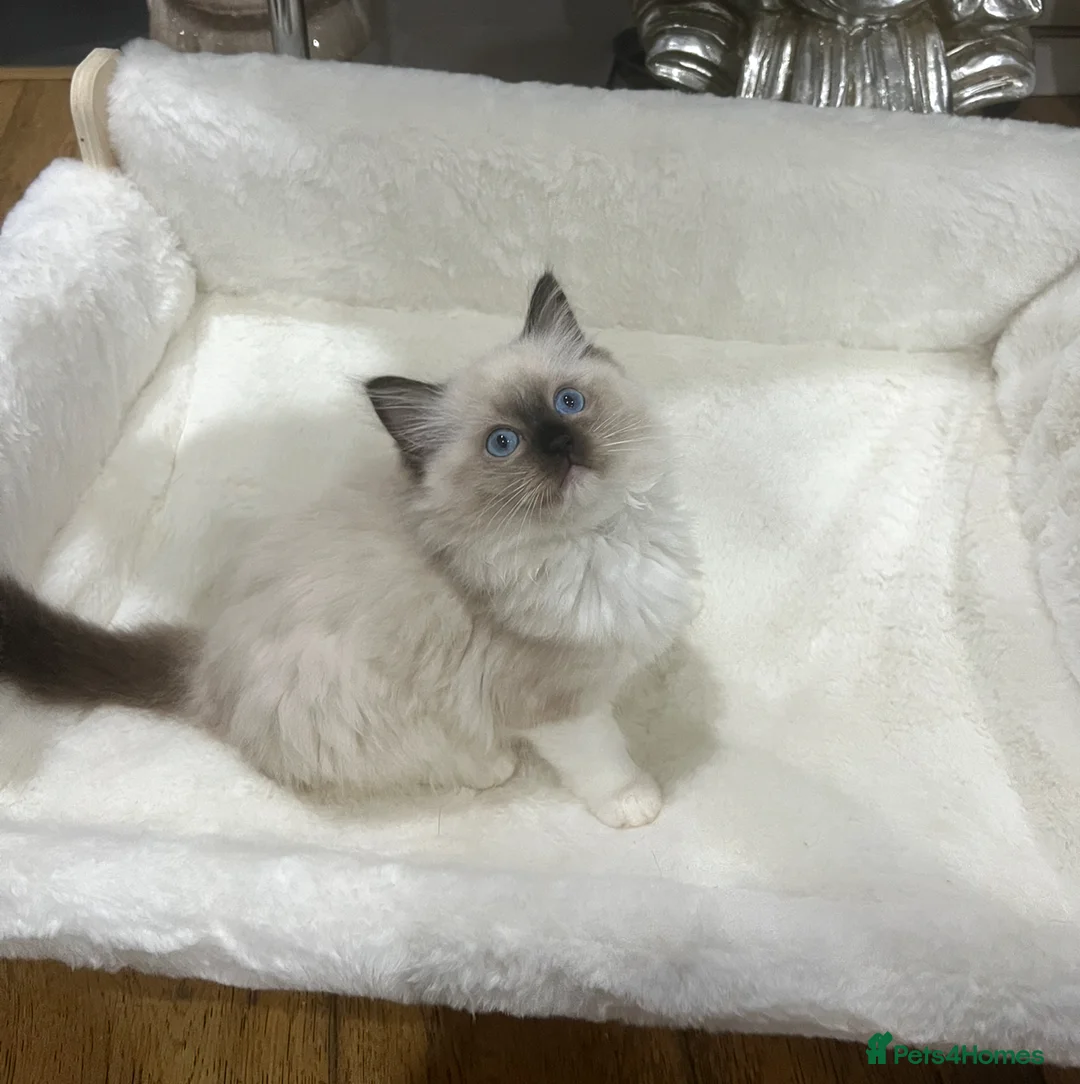 Ragdoll cats for sale: Reserved…Waiting list available - Advert 16